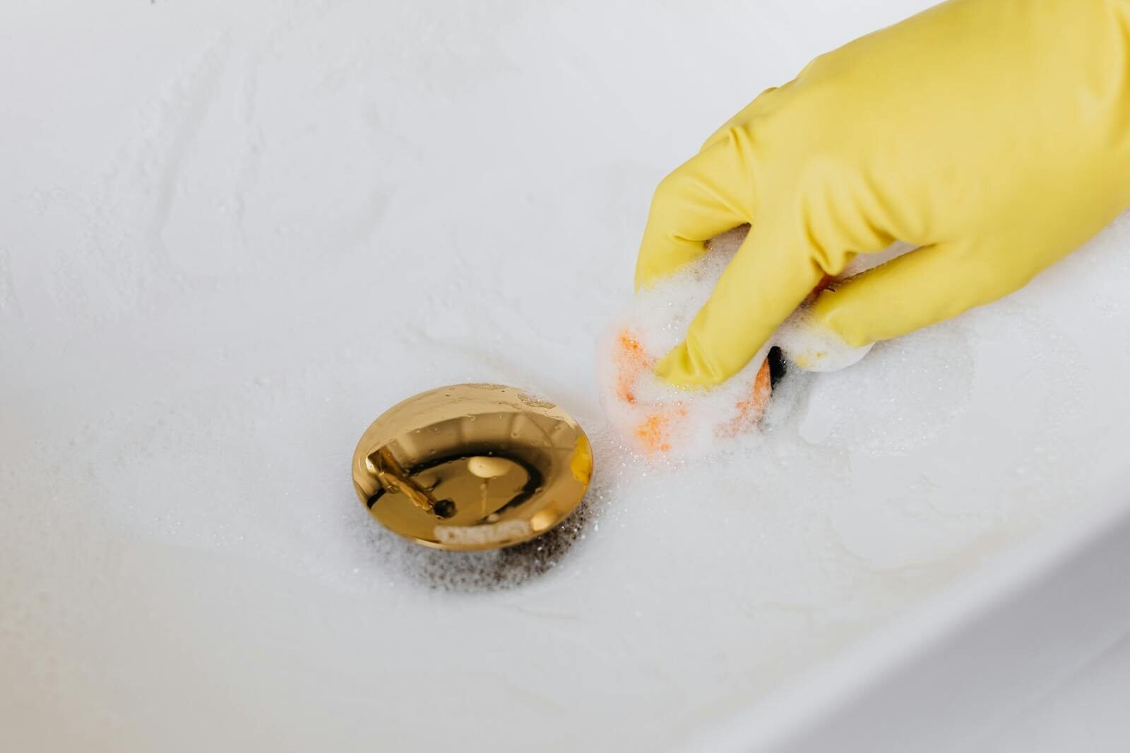 drain flies