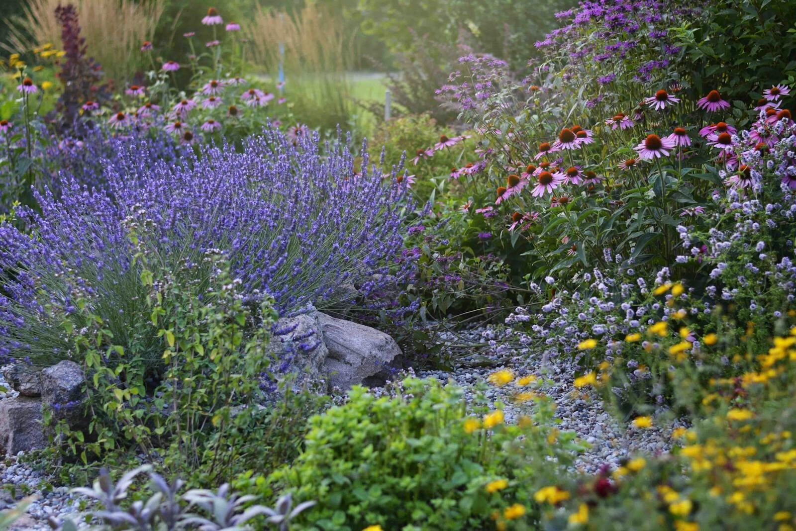 perennial flowers low maintenance