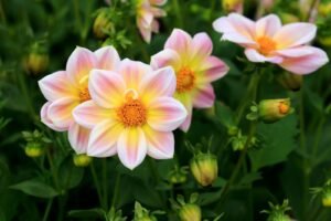 Are Dahlias Perennials