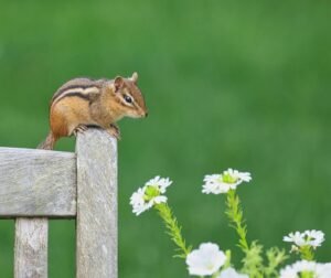How to Keep Chipmunks Out of Garden