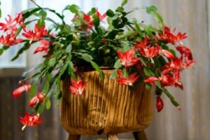 why are the leaves on my christmas cactus limp