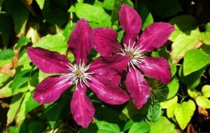 clematis