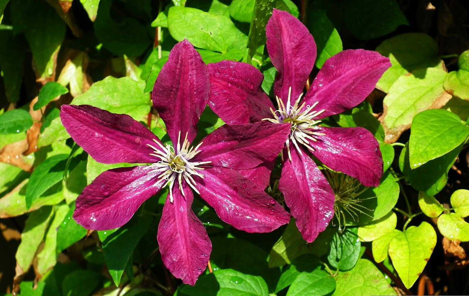 clematis